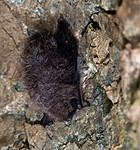 BB 11 0026 / Myotis brandtii / Skogflaggermus <br /> Myotis mystacinus / Skjeggflaggermus